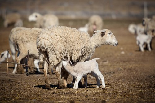 lamb  sheep  baby
