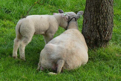 lamb  sheep  pasture