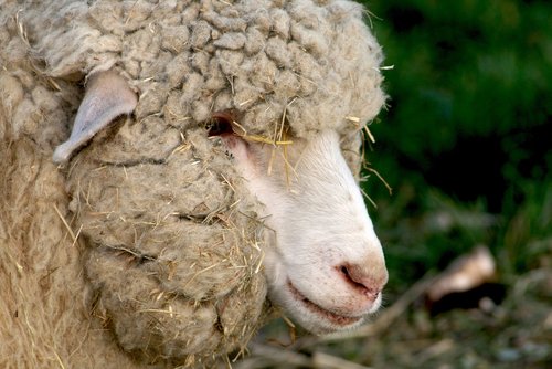 lamb  bari  wool