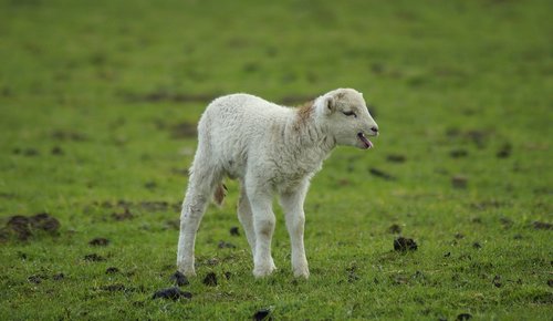 lamb  gets or sets  mama