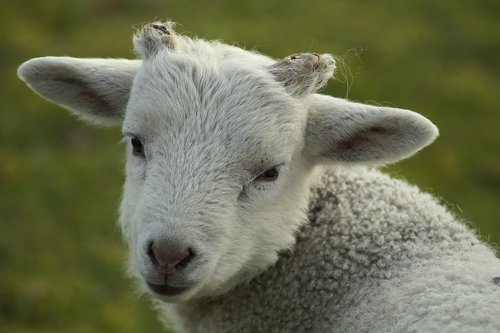 lamb  portrait  close up