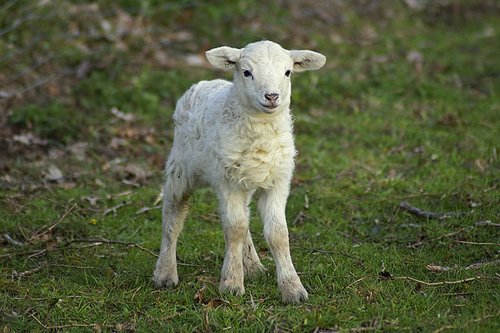 lamb  passover  cute