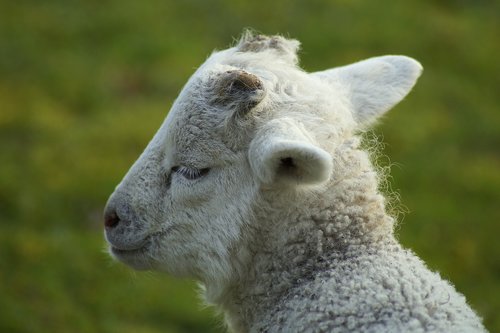 lamb  smile  mona lisa