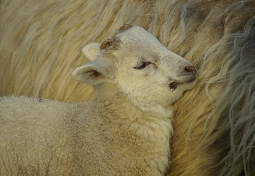 lamb  easter  schäfchen