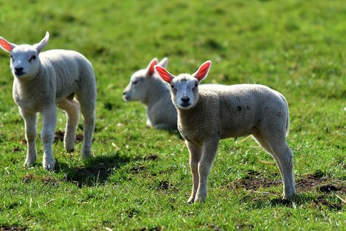 lamb  sheep  animal