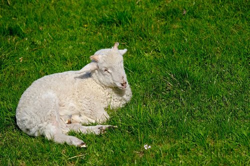 lamb  animal  meadow