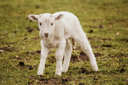 lamb  schäfchen  passover