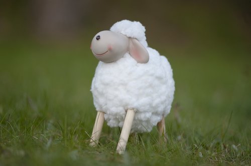 lamb  sheep  grass