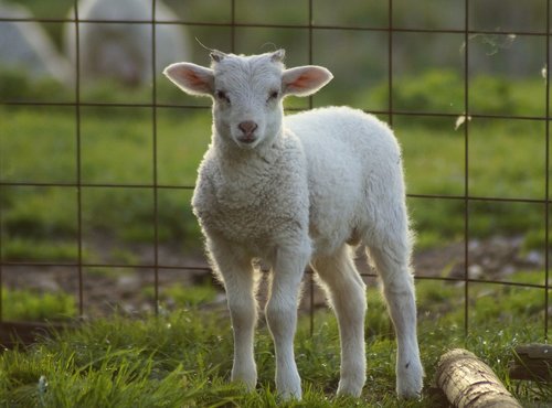 lamb  close up  sheep