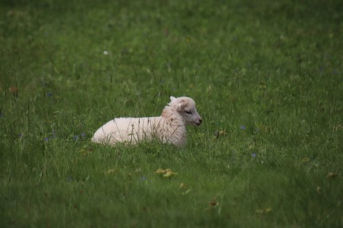 lamb  animals  familiar