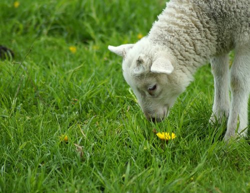 lamb  dandelion  smell