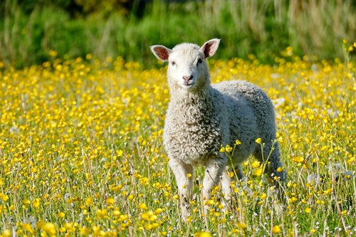 lamb  sheep  meadow