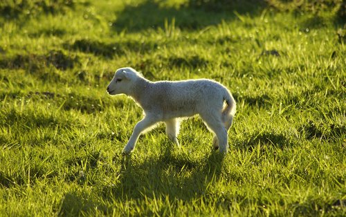 lamb  on the go  abandoned