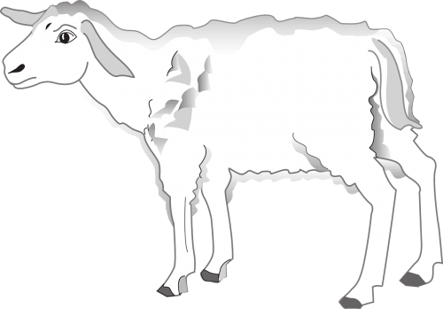 lamb worry animal