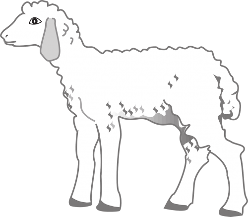 lamb standing animal