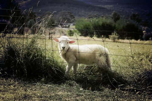 lamb sheep farm