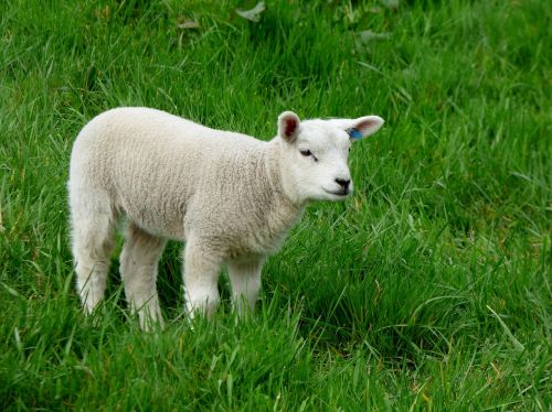 lamb grass green