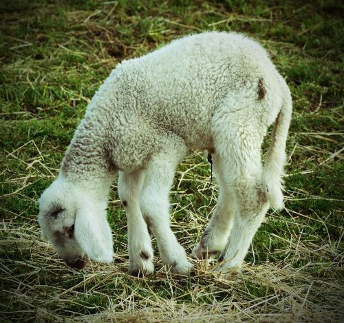 lamb animal ill