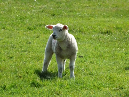 lamb sheep farm