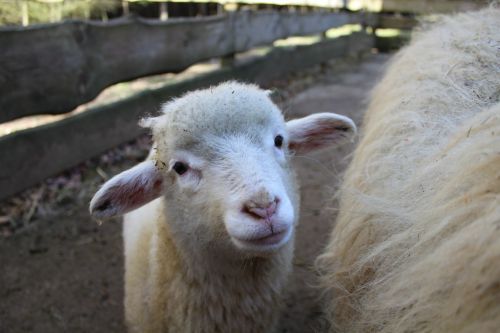 lamb sheep animal
