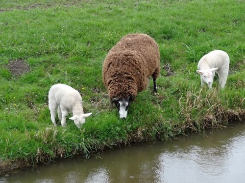 lamb lambs sheep