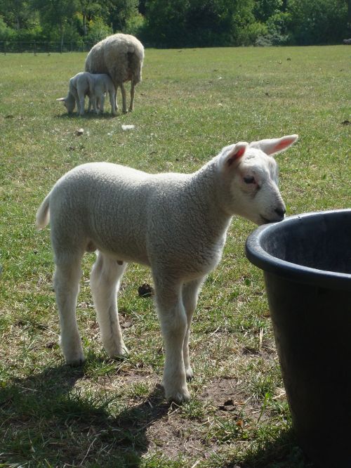 lamb drinking bucket