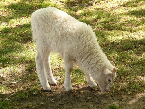 lamb sheep white