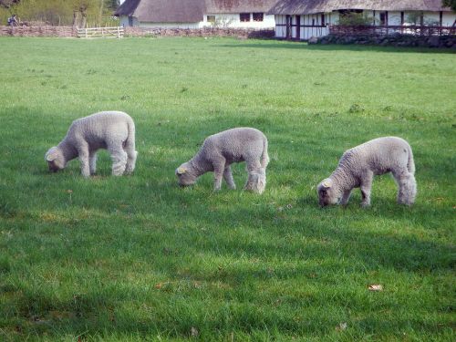 lamb sheep farm