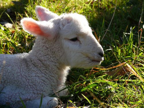 lamb sheep baby