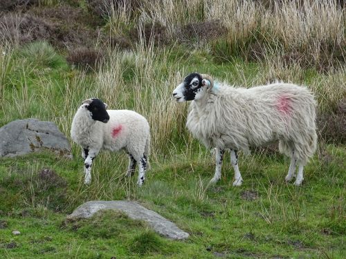 lamb sheep ewe