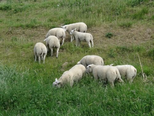 lamb sheep nature
