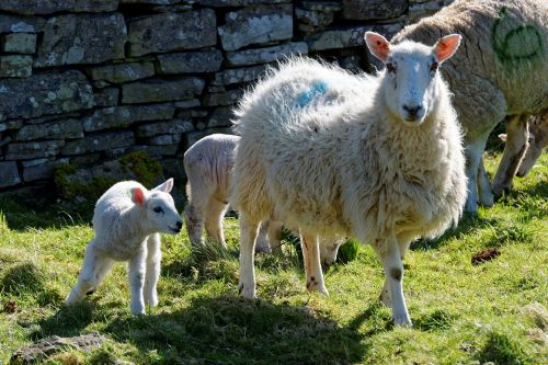 lamb sheep grass