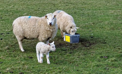 lamb sheep grass