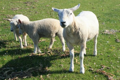 lamb sheep green