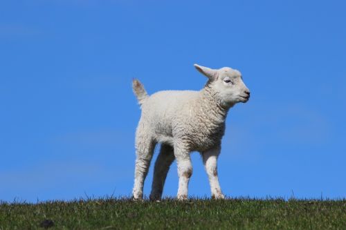 lamb dike sky
