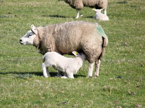 lamb nature spring
