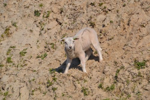 lamb schäfchen animal