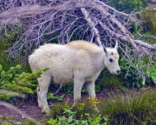 lamb mountain goat  alpine  forest