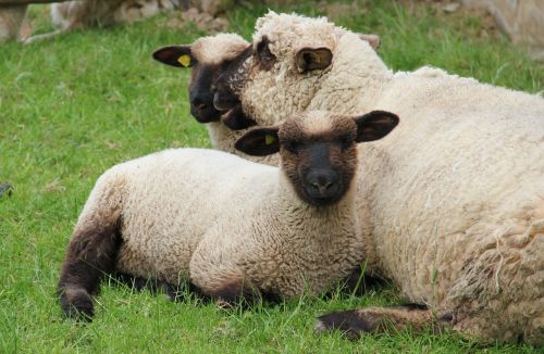westphalian black head sheep lambs sheep