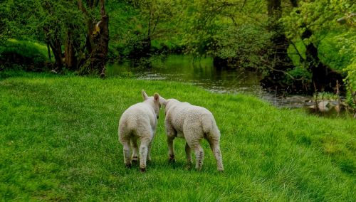 lambs sheep friends