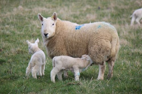 lambs farm croft