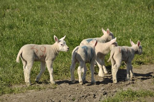 lambs spring young