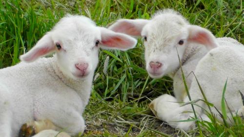 lambs schäfchen animals