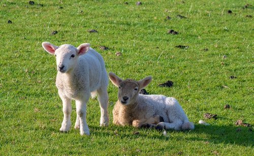 lambs  animals  sheep