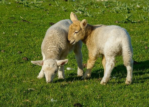lambs  animals  sheep