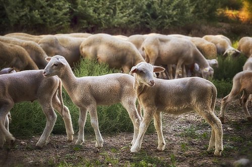 lambs  sheep  flock