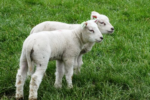 lambs  pasture  spring