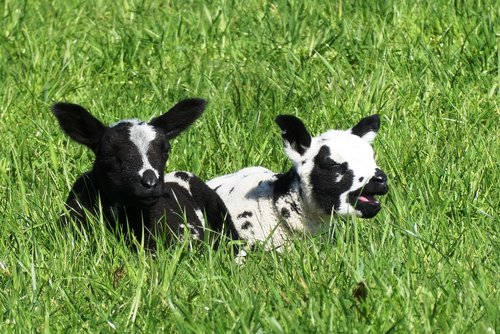 lambs  spring  nature