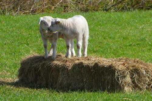 lambs  spring  pasture