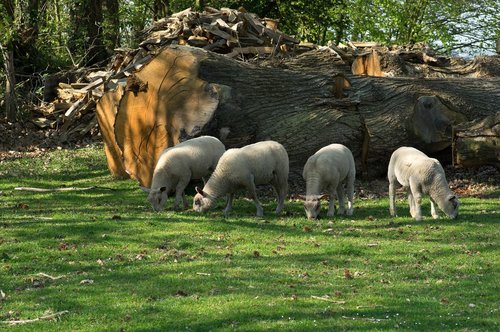lambs  sheep  normandy